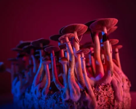 On Drugs by the Author: A Reflective Exploration into Psychedelics